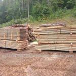 rainforest lumber