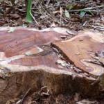 timber wood-DM33