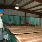 North American White Ash Timber Lumber-