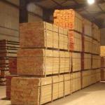 softwood timber-