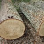 Sell timber from Russia, Ukraine, Baltic.
