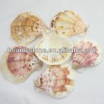 natural class Shell-