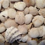 Medium-sized washed shell - natural shell-