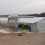 light steel structure shed poultry farm made in china-BF-13