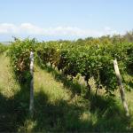 Profitable 11.25 Acres Vineyard For Sale in Georgia-