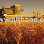 Agricultural Companies (Farms) for Sale in Ukraine-