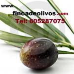 Olive farms for sale in Spain-