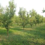 Nut plantation for sale in Hungary - EU investors only-