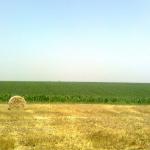 agricultural land-