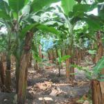 farm for banana-
