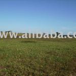 WONDERFUL FARM IN BRAZIL FOR SALE-