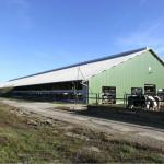 939 ha dairy farm Hungary close to Szeged-