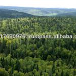 FOREST FOR SALE 800HA-