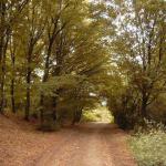 774 ha Forest For Sale In Romania-