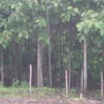 plantation of teak wood with 15,000 trees-QUALITY GRADE: A