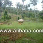 Land for Sale in Kerandangan Senggigi Lombok-