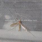 plastical coated fiberglass insect screen-fiberglass window screen