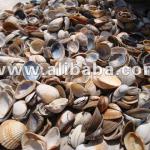 North sea shells-