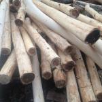 Best Price Acacia Wood Log From Vietnam With 70- 75 USD/ ton-