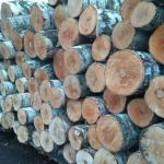 BIRCH VENEER LOGS-