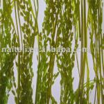 3-form Decorative sandwich Acrylic Panel with Nature Wheat Straw NT-1021k