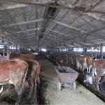 837 ha dairy farm in Latvia close to Riga