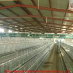 commercial chicken house AR-H