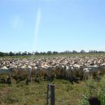 FARM CATTLE - BRAZIL FARMS