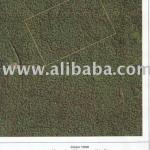 FOREST FOR SALE Brazil