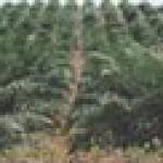 Oil Palm Plantation Plots