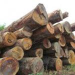 log wood/log wood