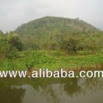 RIVERFRONT LAND FOR SALE IN PITIGALA