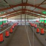 chicken poultry shed design