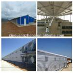 Industrial layer chicken poultry shed