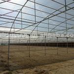 Polycarbonate Greenhouse Farm sheet (Pearly)