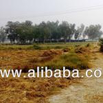 73 acres fully developed land 20 minutes from DHA Lahore, Pakistan