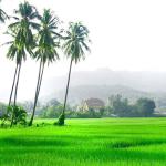 Low price agriculture land(&gt;20,000acres) for rice plantation in Thailand