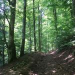 forest land for sale in Romania-