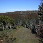 Forest for sale in Chile-