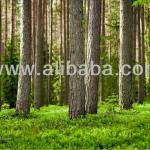 Forest for sale in Latvia, Europe-