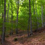 524 ha Forest For Sale In Buzau Romania
