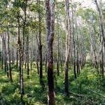 Plantation Cum Resort in Munnar