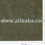 FOREST FOR SALE Brazil-