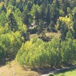 Colorado Forest-