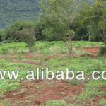 3.4 Acres of land in coonoor for sale