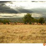 300 Acres Ranch in Laikipia County, Kenya