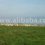 ENORMOUS FARM LAND FOR SALE IN BRAZIL