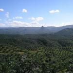 PALM OIL LAND FOR SALE