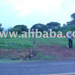 BEACH FRONT LAND, FOREST, FARM OR VILLAGE IN PANAMA