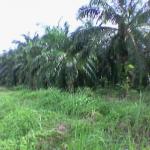 LAND IN Malaysia (75 ACRE)